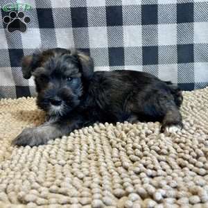 Jane, Miniature Schnauzer Puppy