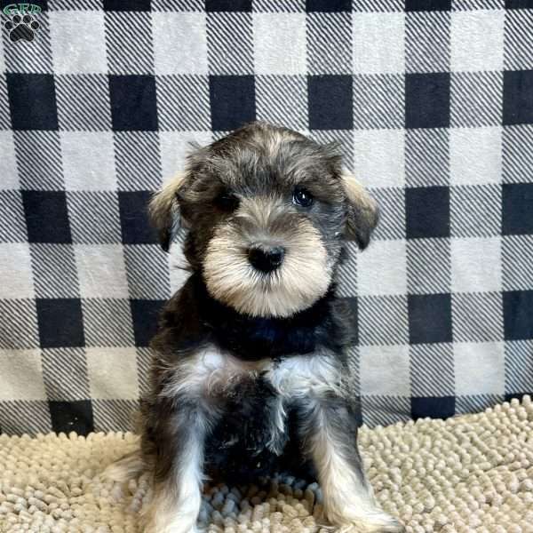 Jody, Miniature Schnauzer Puppy