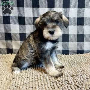 Jody, Miniature Schnauzer Puppy