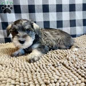 Jody, Miniature Schnauzer Puppy