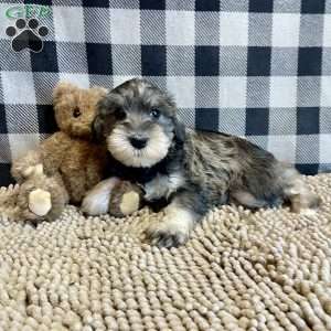 Jody, Miniature Schnauzer Puppy