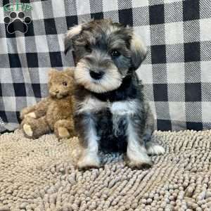 Jody, Miniature Schnauzer Puppy