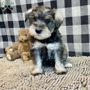 Jody, Miniature Schnauzer Puppy