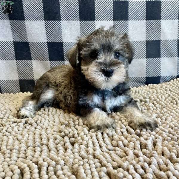 Julie, Miniature Schnauzer Puppy