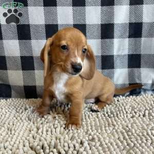 Butch, Dachshund Puppy