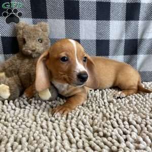 Benny, Dachshund Puppy