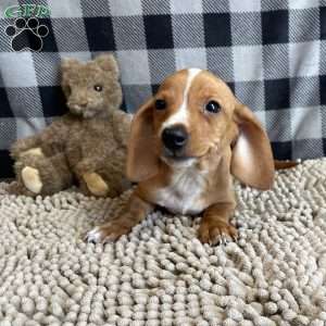 Benny, Dachshund Puppy