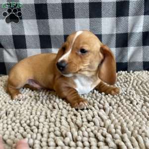 Benny, Dachshund Puppy