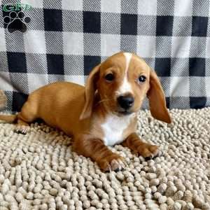 Benny, Dachshund Puppy