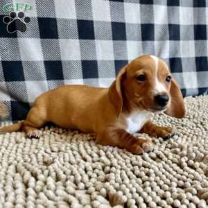 Benny, Dachshund Puppy