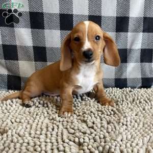 Benny, Dachshund Puppy