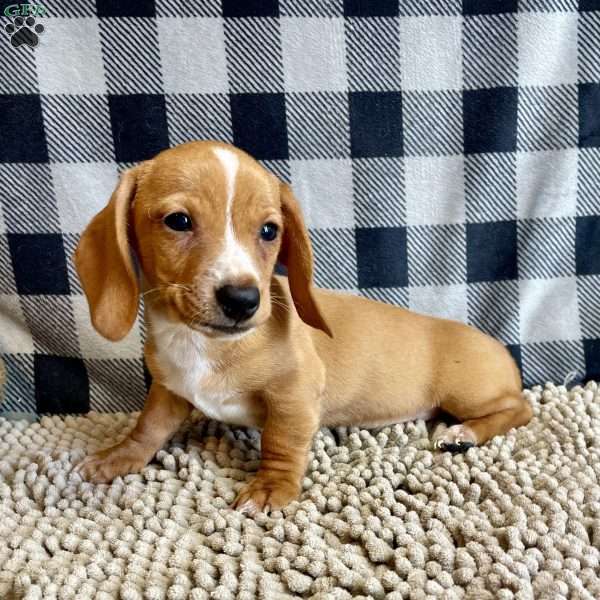 Benny, Dachshund Puppy