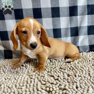 Benny, Dachshund Puppy