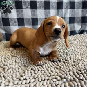 Benny, Dachshund Puppy