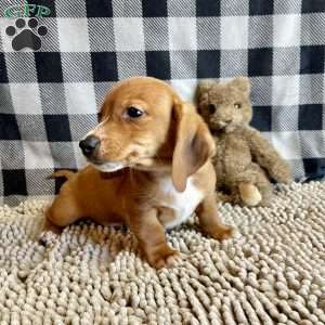 Butch, Dachshund Puppy