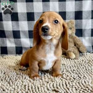 Butch, Dachshund Puppy