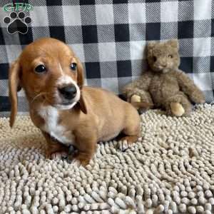 Butch, Dachshund Puppy