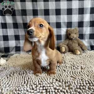 Butch, Dachshund Puppy