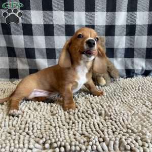 Butch, Dachshund Puppy