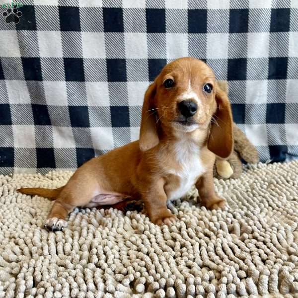 Butch, Dachshund Puppy