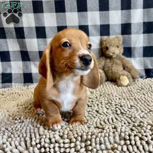 Butch, Dachshund Puppy