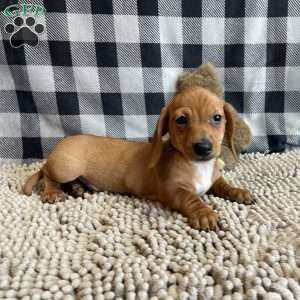 Buster, Dachshund Puppy