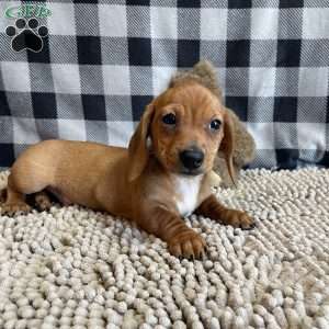Buster, Dachshund Puppy