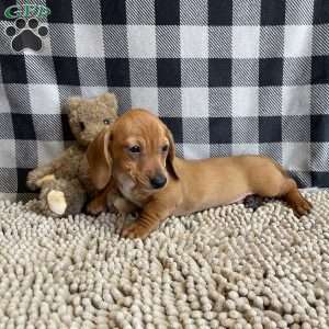 Buster, Dachshund Puppy