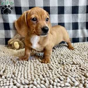 Buster, Dachshund Puppy
