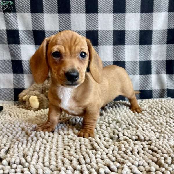 Buster, Dachshund Puppy