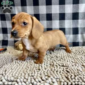 Buster, Dachshund Puppy