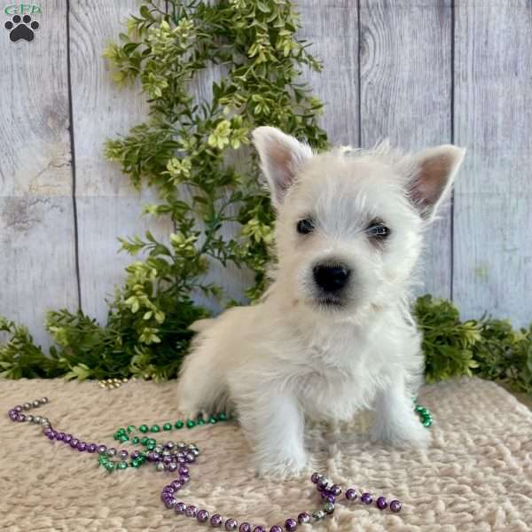 Liam, West Highland Terrier Puppy