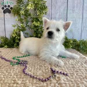 Liam, West Highland Terrier Puppy