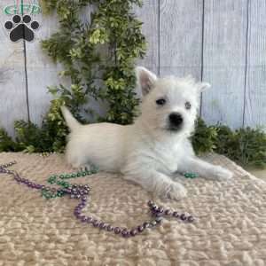 Liam, West Highland Terrier Puppy