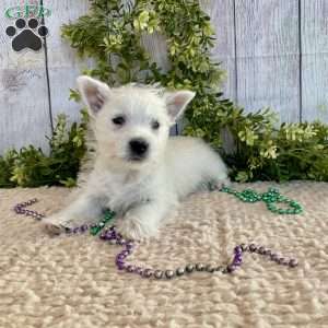 Liam, West Highland Terrier Puppy
