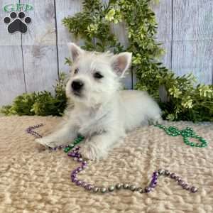 Liam, West Highland Terrier Puppy