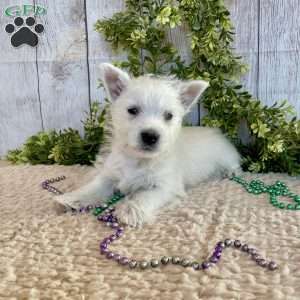 Liam, West Highland Terrier Puppy