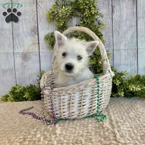 Liam, West Highland Terrier Puppy