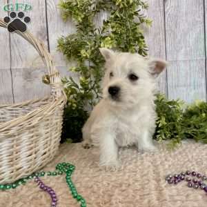 Lexi, West Highland Terrier Puppy