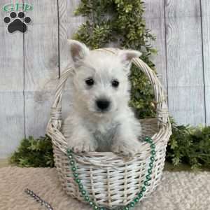 Lexi, West Highland Terrier Puppy