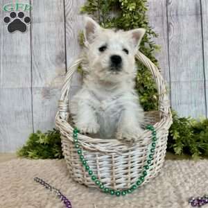 Lexi, West Highland Terrier Puppy