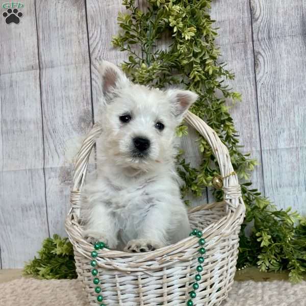 Lexi, West Highland Terrier Puppy
