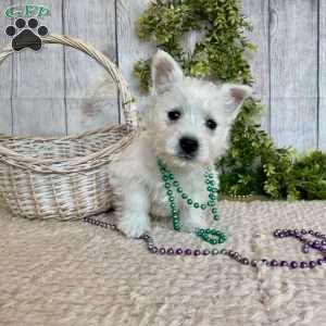 Lexi, West Highland Terrier Puppy