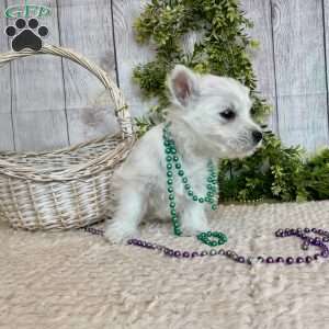 Lexi, West Highland Terrier Puppy