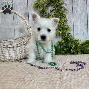 Lexi, West Highland Terrier Puppy
