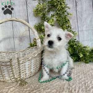 Leah, West Highland Terrier Puppy