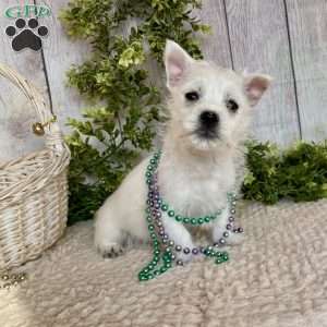 Leah, West Highland Terrier Puppy