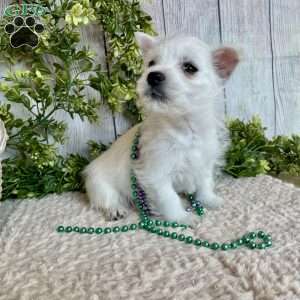 Leah, West Highland Terrier Puppy