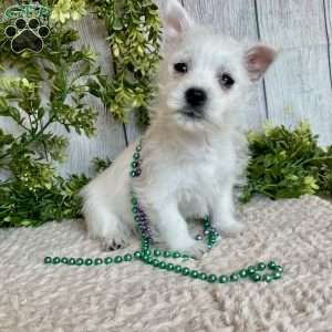 Leah, West Highland Terrier Puppy