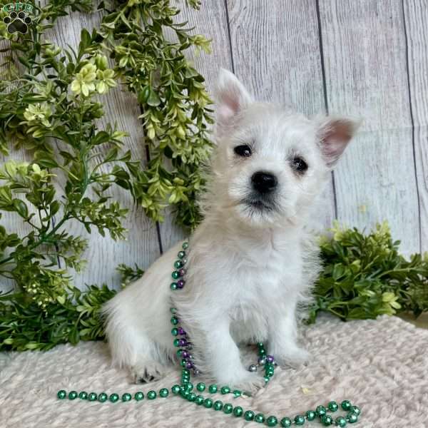 Leah, West Highland Terrier Puppy